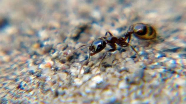 HORMIGA COLORADA - Solenopsis sp - INSECTOS DE ARGENTINA