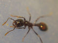 HORMIGA COLORADA - Solenopsis sp II - INSECTOS DE ARGENTINA