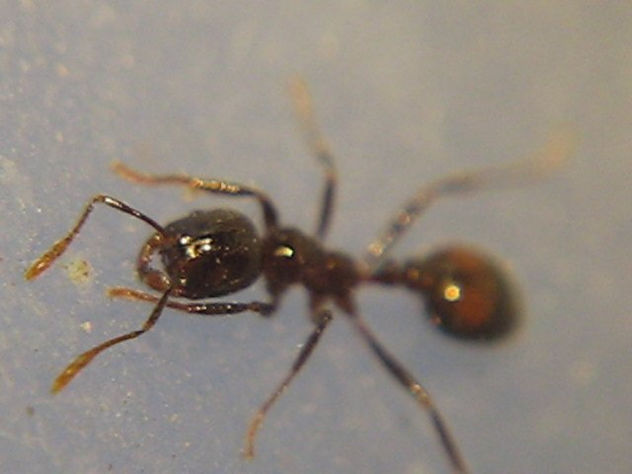 HORMIGA COLORADA - Solenopsis sp II - INSECTOS DE ARGENTINA