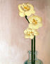 Flores IV