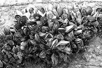 Mejillones
