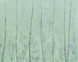 Ref. 601. Arboles, 100 x 81 cm.