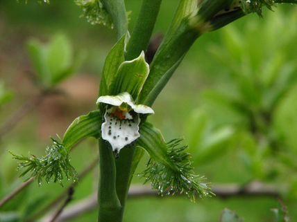Gavilea 1