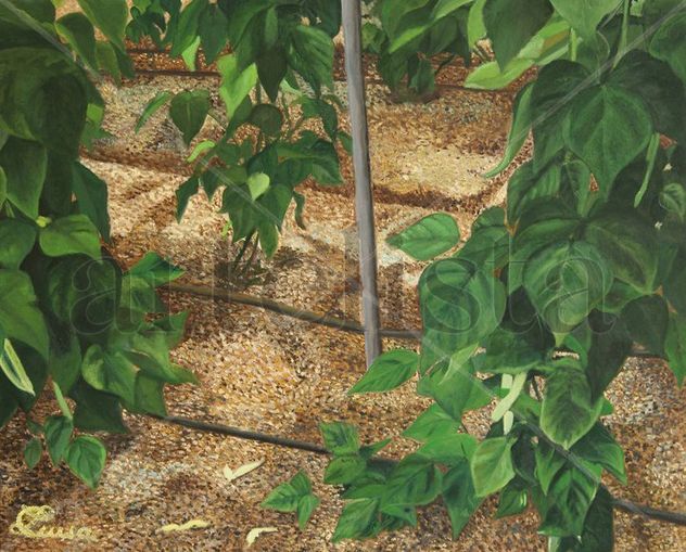 habichuelas blancas