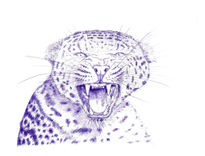 Leopardo