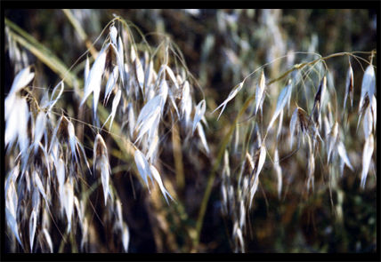 Verano II Naturaleza Color (Química)