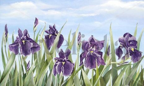 Flores