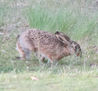 LIEBRE - Lepus Europaeus