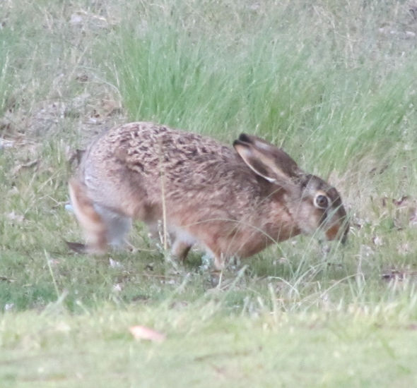 LIEBRE - Lepus Europaeus Fotoperiodismo y documental Color (Digital)