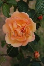 Rosa Gold May