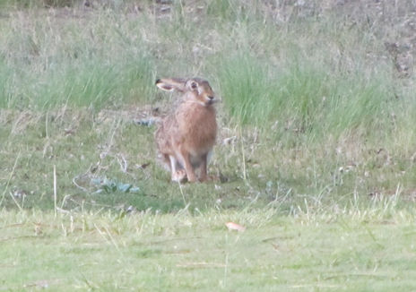 LIEBRE - Lepus...