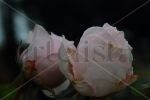 Amor roses