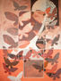 MARIPOSAS XI