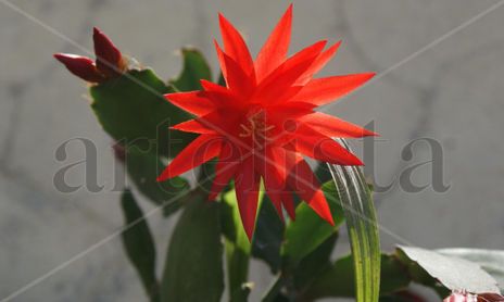 naturaleza