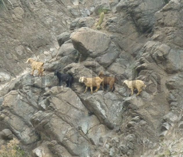 Caminos