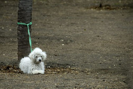 Solitario