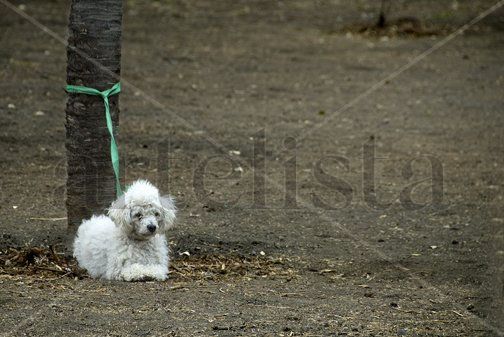 Solitario
