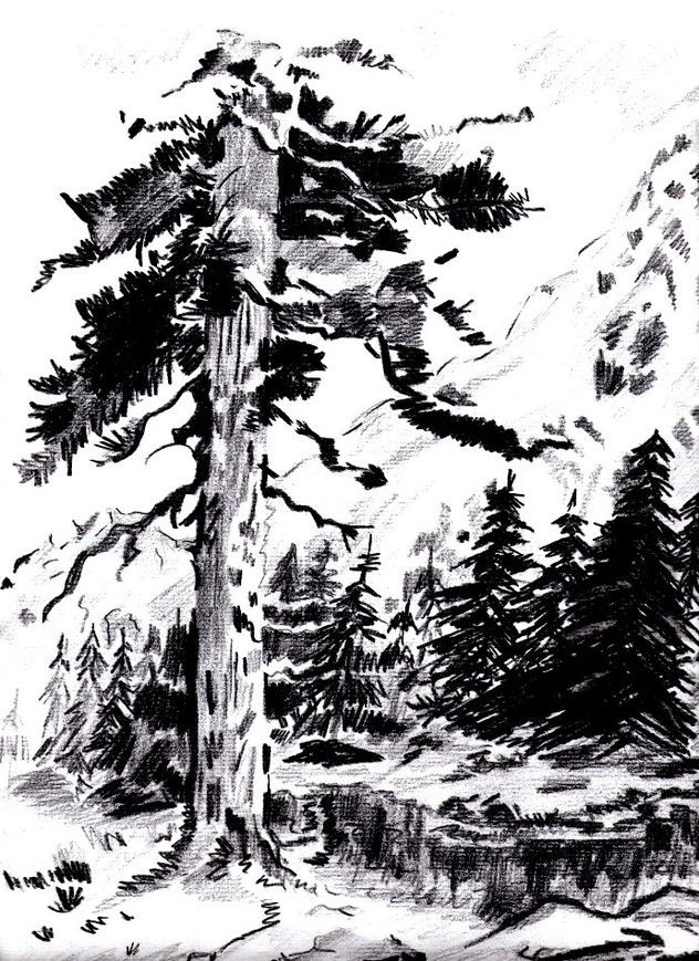 Pino , Montaña y Paisaje