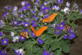 MARIPOSAS.