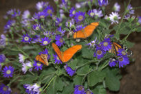 Mariposas.