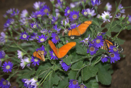 Mariposas.