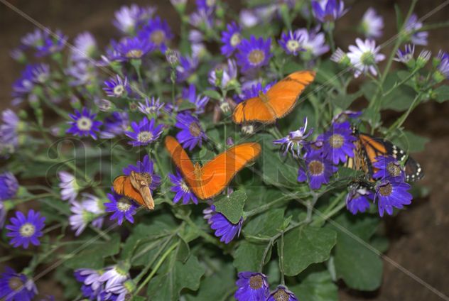 MARIPOSAS.