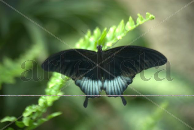 mariposas de mariposario 