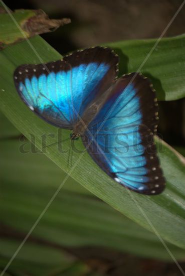 Mariposario del pensamiento... 