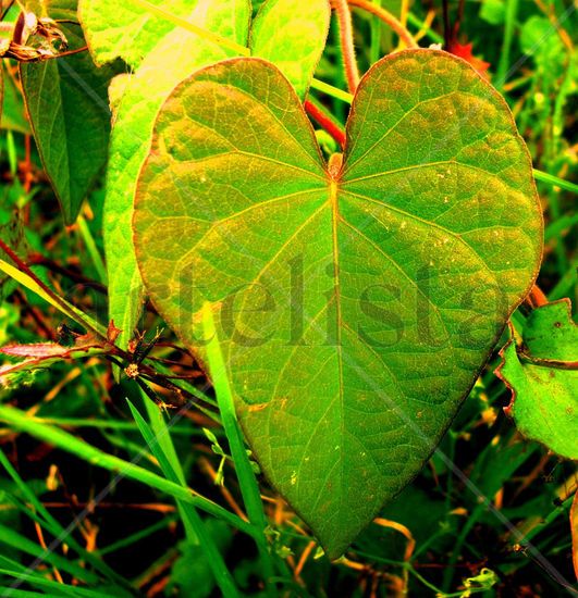 CORAZON CONTENTO Naturaleza Color (Digital)