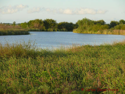 Arroyo correa 9