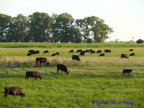 Sembrado y vacas