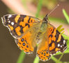 MARIPOSA III - INSECTOS DE ARGENTINA
