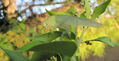 KATYDIDS II - INSECTOS DE ARGENTINA