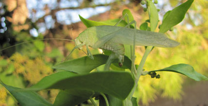 Katydids ii -...