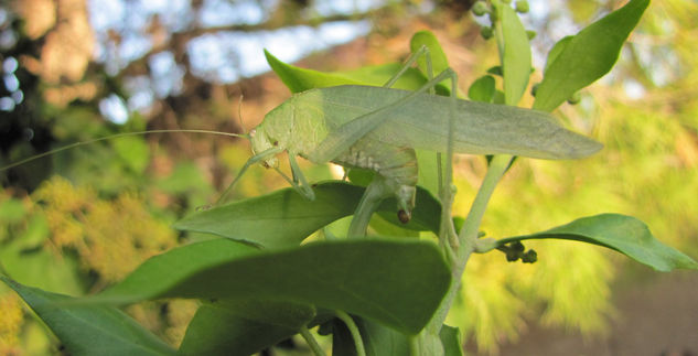 KATYDIDS II - INSECTOS DE ARGENTINA Fotoperiodismo y documental Color (Digital)