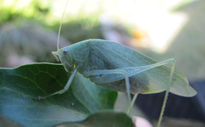 Katydids iii -...