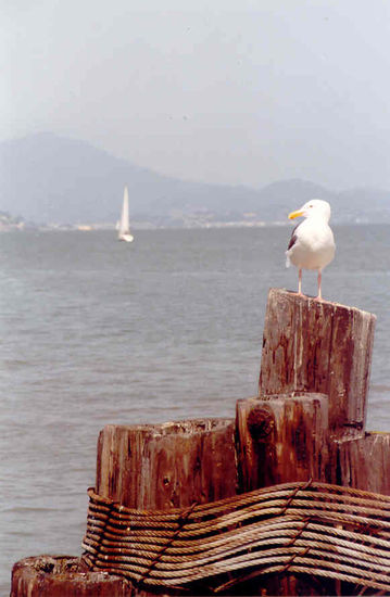 Frisco - Desde el Muelle Nature Color (Manual)