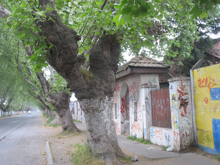 Calle vicuña...
