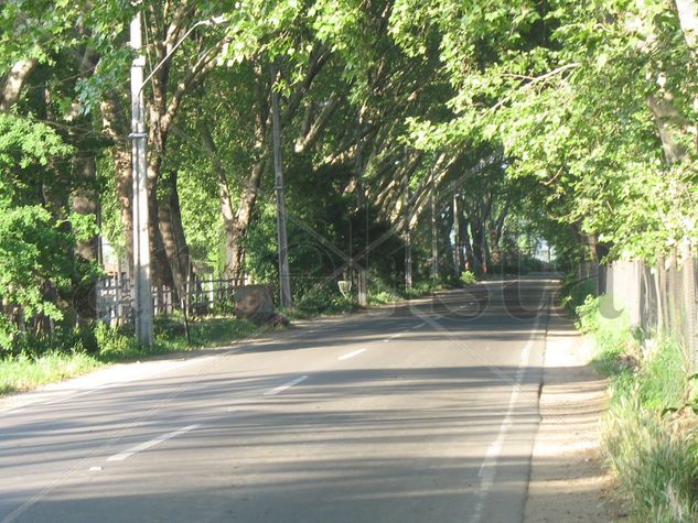 PELVIN-CAMINO A MALLARAUCO-PEÑAFLOR-CHILE 