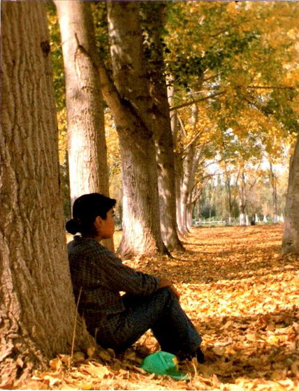Arboles en el...