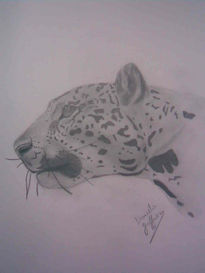 Leopardo