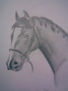 caballo