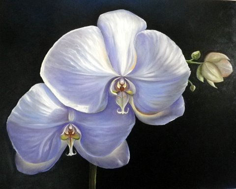 ORQUIDEAS