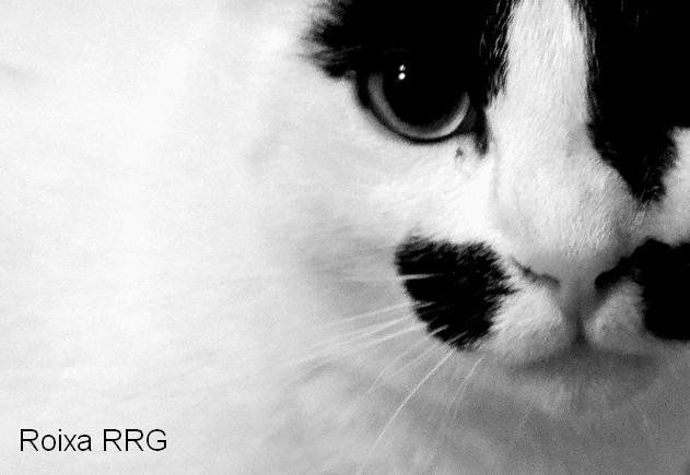 Gato Naturaleza Blanco y Negro (Digital)