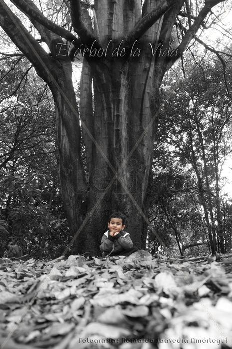Árbol de la Vida