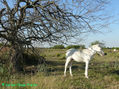 POTRILLO BLANCO