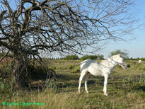 Potrillo blanco