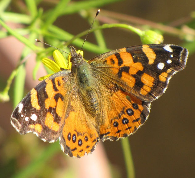 MARIPOSA II - INSECTOS DE ARGENTINA