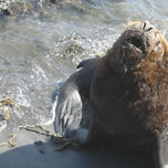 ANIMALES thumbnail 2