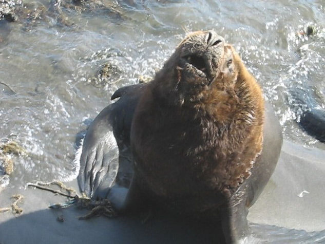 LEON MARINO - SEA LION I Nature Color (Digital)